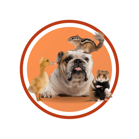 Mascotas